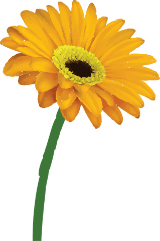 Flat vector yellow flower with green stem on transparent background
