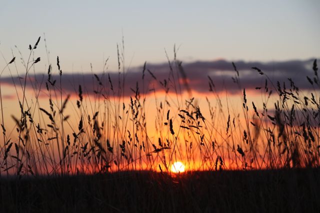 Sunset can be seen beyond tall grass, creating silhouettes with an orange sky in the background. Ideal for uses including background landscape images, posters, nature-themed projects, calm and peaceful scenes, website banners focused on rural life, and promotional material emphasizing tranquility and beauty of nature.