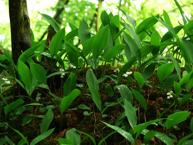 Lush Green Lily of the Valley Plants in Forest - Download Free Stock Photos Pikwizard.com
