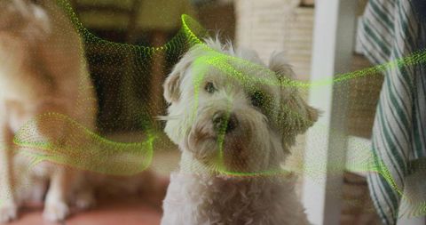 Curly dog sitting in modern living area with holographic effects
