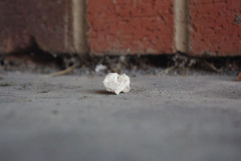 Solitary popcorn kernel on concrete with brick background