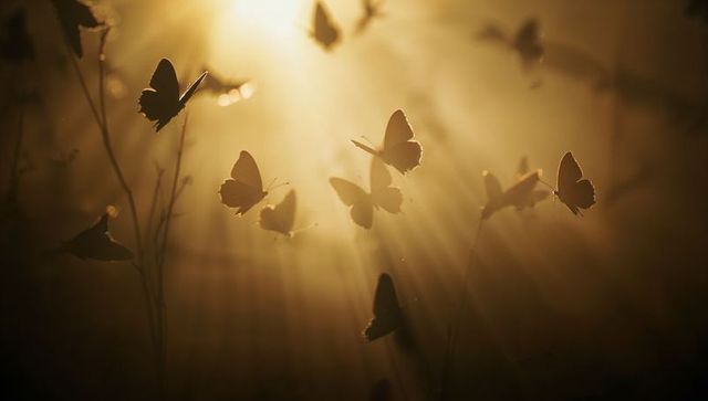 Golden dawn butterflies fluttering in misty meadow backlit by warm sun rays soft bokeh