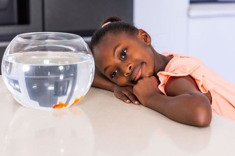 Child watching goldfish in glass bowl leaning on kitchen countertop domestic calm