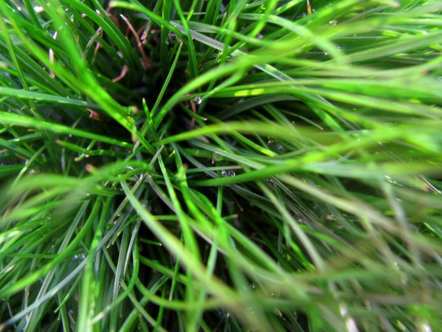 Close-up capturing vibrant green grass blades. Perfect for backgrounds, nature blogs, landscaping materials, gardening articles, and outdoor themes.