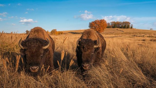 Two american bison grazing in sunlit autumn prairie with golden tall grasses and grove