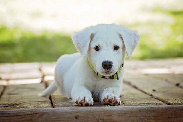 Cute white puppy lying on a wooden deck outdoors with green blurred background. Perfect for use in pet care advertisements, promotions for pet adoption, or articles about cute pet companions. Can also be used in printed materials such as calendars and greeting cards featuring cute animals.