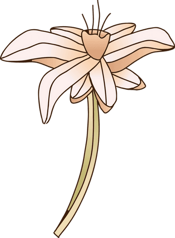 Minimalist floral illustration of peach flower on transparent background
