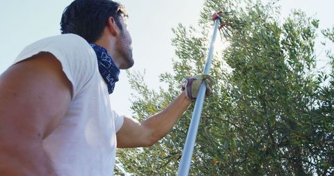 Caucasian Farmer Harvesting Olives Manually in Orchard - Download Free Stock Images Pikwizard.com