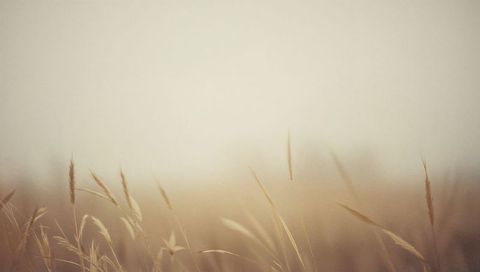 Dry grasses swaying in misty meadow with soft bokeh minimalist background