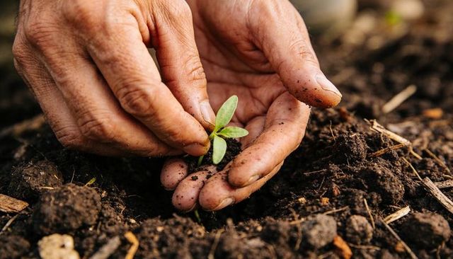 Hands Planting Young Seedling in Rich Soil Showing Growth, Nurture, Organic Gardening