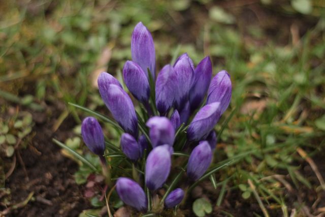 Crocus flowers in vibrant purple springing into bloom amid green grass and soil. This captivating photo can enhance gardening websites, floral blogs, or seasonal content, providing a perfect touch of nature's beauty.
