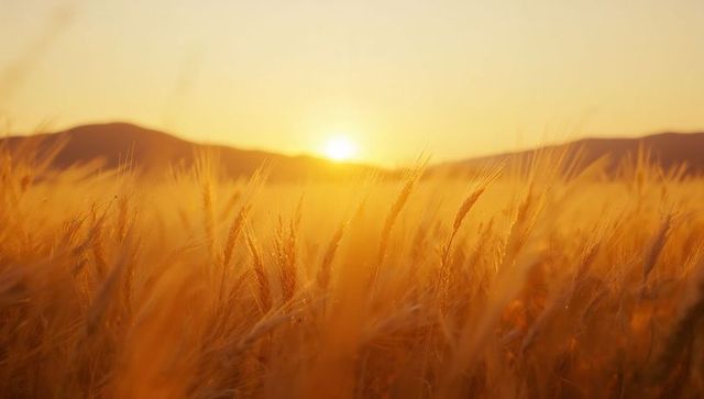 Golden Wheat Field Glowing at Sunset in Countryside Landscape