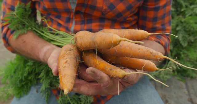 Senior Caucasian man holds fresh carrots outdoor. His hands showcase the organic produce from a local garden.