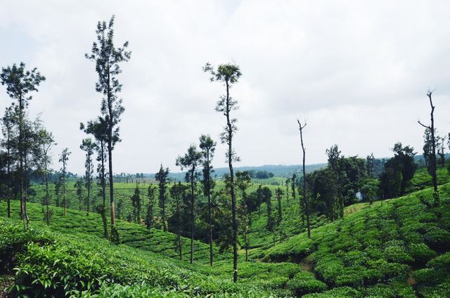 Expansive tea plantation on rolling hills dotted with tall trees. The vibrant greenery and cloudy sky create a tranquil setting, ideal for illustrating concepts related to agriculture, nature photography, rural life, environment, and outdoor activities. Suitable for travel brochures, environmental awareness campaigns, and educational materials.