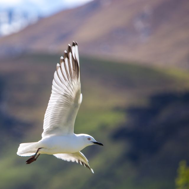 Seagull Soaring Over Mountain Landscape with Blurred Background - Download Free Stock Photos Pikwizard.com