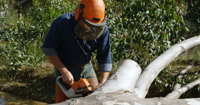 Lumberjack Using Chainsaw to Cut Large Log in Forest - Download Free Stock Images Pikwizard.com