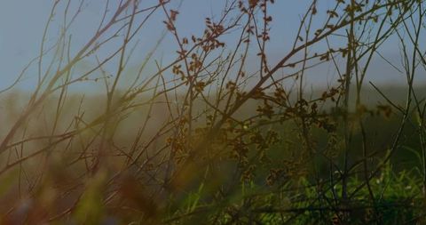 Serenity in Meadow with Dried Stems and Fresh Grass