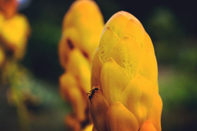 Close-Up of Yellow Blossoms with Ant on Petal in Natural Setting - Download Free Stock Photos Pikwizard.com