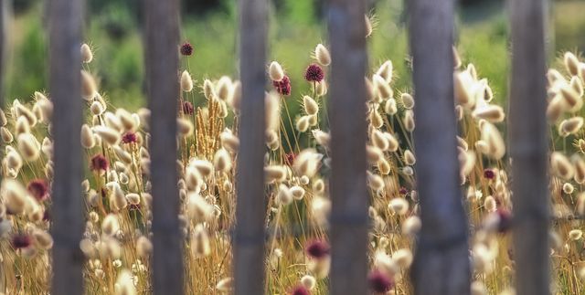 View of blooming wildflowers seen through rustic wooden fence. Soft focus gives a dreamy feel, showcasing beauty of nature in summer. Ideal for use in articles about rural life, outdoor serene locations, nature’s tranquility, or countryside landscapes.
