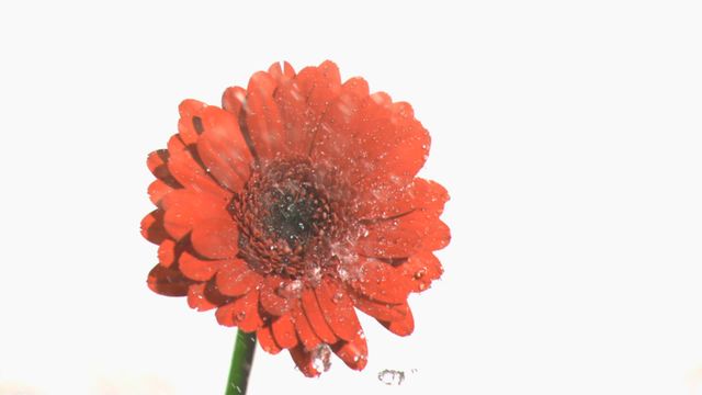 Orange gerbera being hit by falling rain drops in super slow motion with a stark white background. Ideal for use in nature promotions, advertisements, and freshness-themed campaigns. The clear background makes it perfect for overlaying text and graphic elements for a variety of design projects.