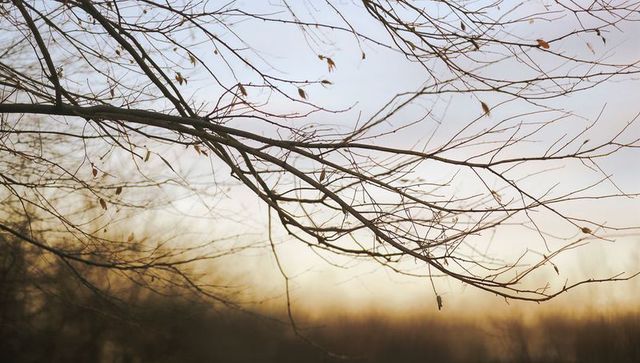Bare winter branches reaching over golden sunrise meadow with delicate dried leaves