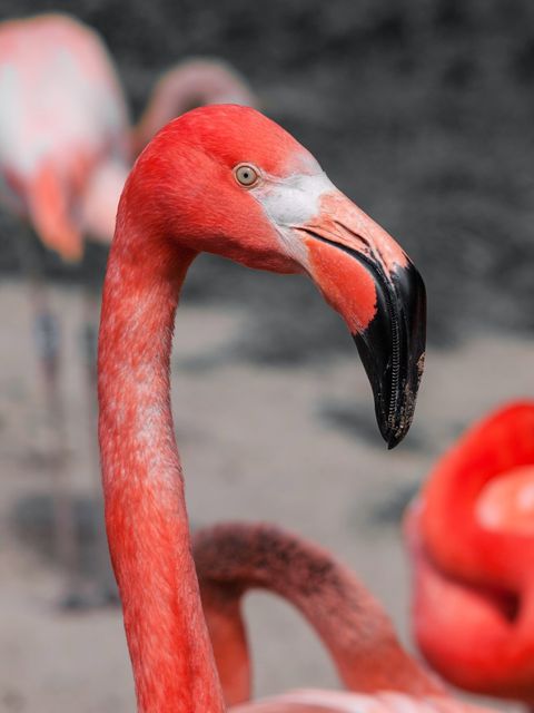 Image portrays a close-up of an elegant pink flamingo in its natural habitat. Flamingo is known for its vibrant pink feathers and unique beak. Ideal for use in wildlife articles, nature documentaries, educational materials, or travel promotion focusing on exotic locations.