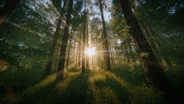 Sunbeams Illuminating Tranquil Forest Clearing with Morning Sunlight
