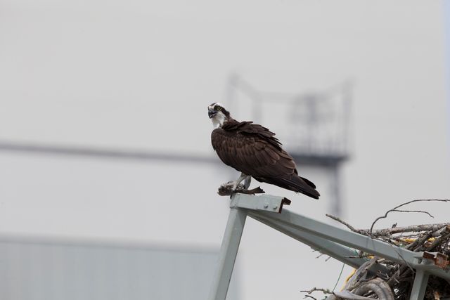 The image shows an osprey, a bird of prey, holding a fish in its talons while perched on a metal structure at NASA's Kennedy Space Center in Florida. Suitable for themes related to nature, wildlife conservation, avian species, and industrial interactions with wildlife. Can be used in articles about bird watching, the diverse wildlife at space centers, or educational materials on osprey behavior and habitats.