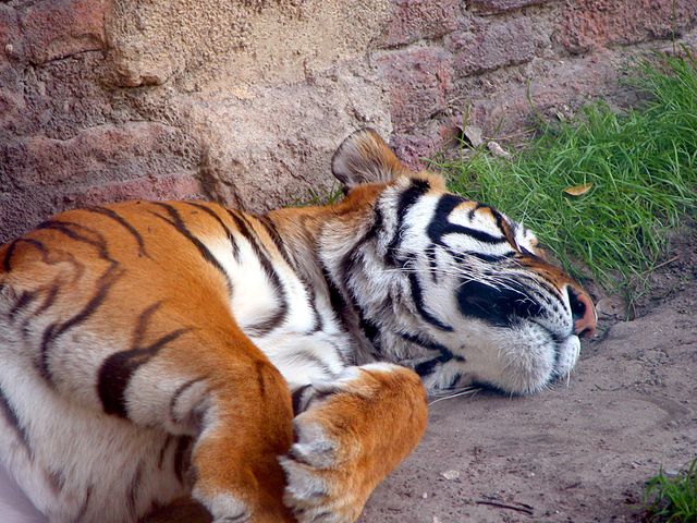 Sleeping Tiger Resting on Ground Near Brick Wall - Download Free Stock Photos Pikwizard.com