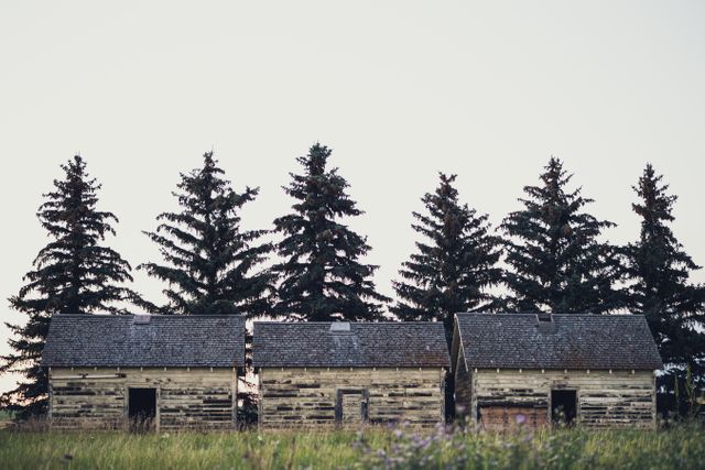Row of three old, abandoned wooden cabins with decaying structures set against a backdrop of tall pine trees. Capturing a rustic and eerie wilderness mood, suitable for themes about abandonment, rural life, countryside settings, or vintage aesthetics. Excellent for use in articles about nature, rural tourism, historic sites, or background for storytelling in films.