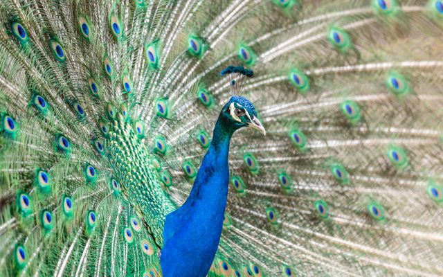 Peacock displaying its vibrant and colorful tail feathers in full spread, presenting an intricate pattern. Ideal for use in nature documentaries, wildlife publications, ornamental garden advertisements, and educational materials about birds and their behaviors.