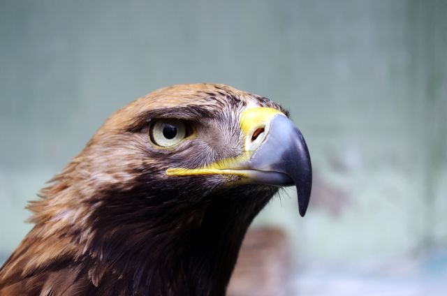 Golden Eagle Photography - Download Free Stock Photos Pikwizard.com