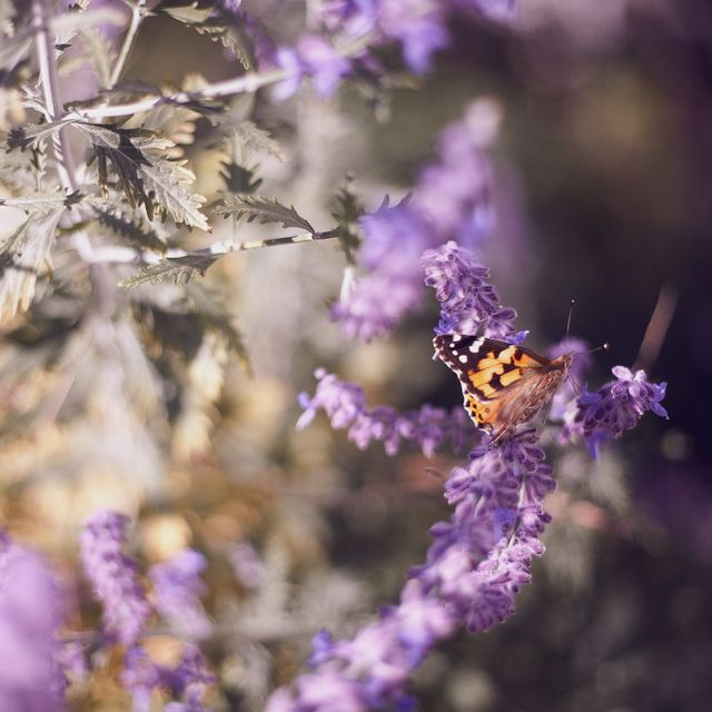 Beautiful closeup of a butterfly resting on lavenders. Ideal for nature-related content, gardening websites, spring or summer themes, and promoting relaxation and tranquility.