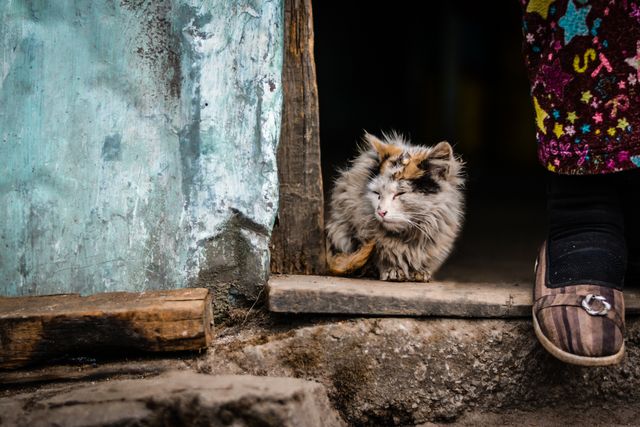 Stray cat with fluffy fur sitting on a doorstep in front of an old, weathered building. A person stands next to the cat wearing traditional clothing and worn shoes. Perfect for themes related to stray animals, rustic settings, companionship, and timeless rural life.