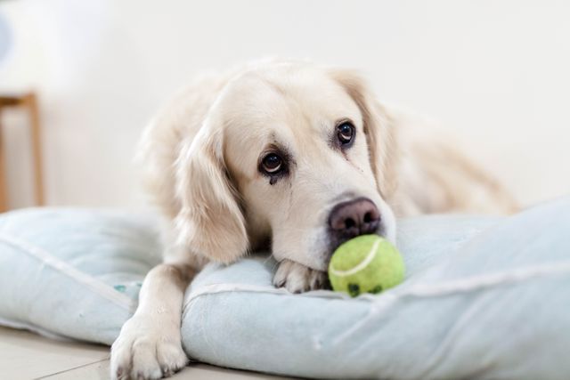 Golden Retriever Relaxing on Dog Bed with Tennis Ball - Download Free Stock Photos Pikwizard.com