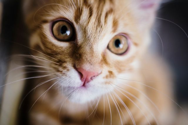 Close Up of Adorable Ginger Kitten with Big Eyes - Download Free Stock Photos Pikwizard.com