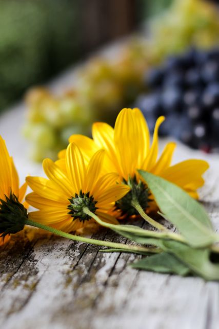 This vibrant image features a close-up of yellow flowers on a wooden surface with blurred grapes in the background, ideal for use in autumn-themed projects, nature blogs, background screens, or floral design web pages.
