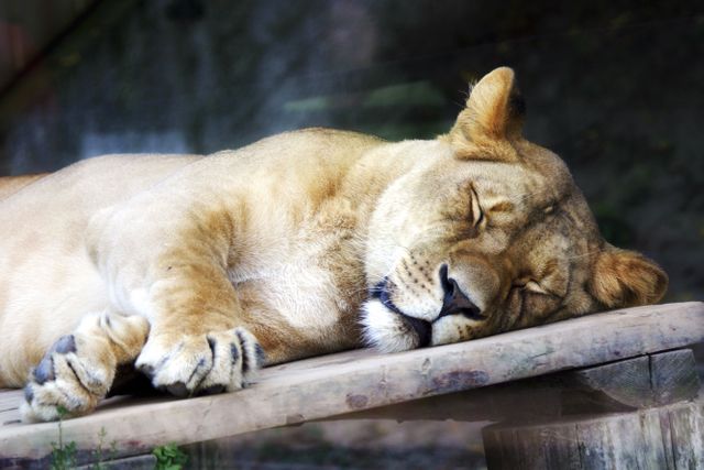 An image of a lioness sleeping peacefully on a wooden platform. The lioness exhibits calmness while resting in what appears to be a zoo or wildlife sanctuary. Useful for themes like wildlife conservation, nature, animal behavior, and relaxation.