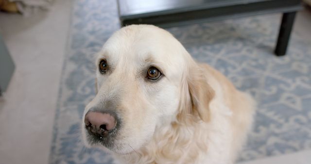 Golden Retriever sitting indoors on carpet, looking up with big, hopeful eyes. Perfect for pet care advertisements, articles about dog behavior, or promoting animal-friendly products. Emphasizes themes of companionship, love, and cuteness.