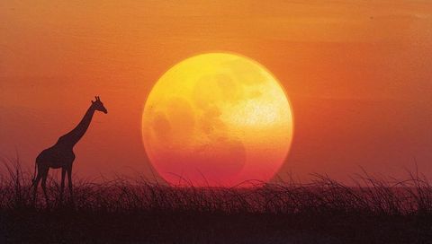 Majestic giraffe silhouette against vibrant savanna sunset