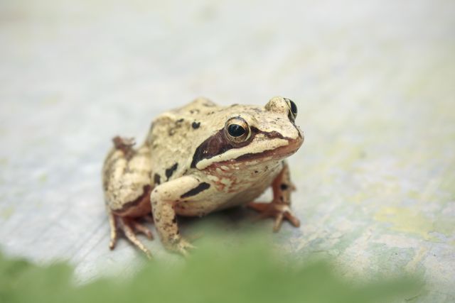 Common Frog Sitting on Wet Ground - Download Free Stock Photos Pikwizard.com
