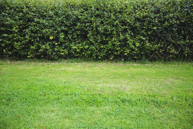 Lush green hedge in garden with well-maintained lawn. Ideal for backgrounds, nature-themed designs, landscaping projects, gardening blogs, and environmental presentations.