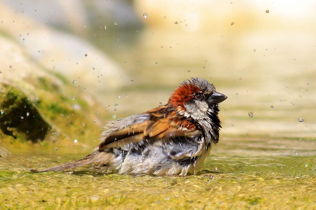 Sparrow Bathing in Shallow Water Splashing Droplets - Download Free Stock Photos Pikwizard.com
