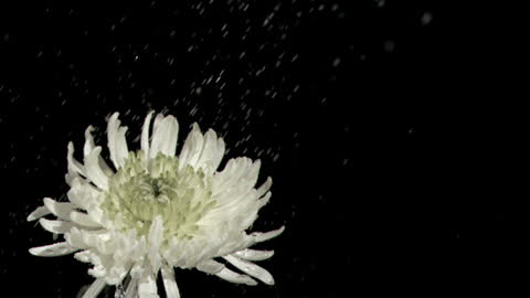 Chrysanthemum Under Slow-Motion Rainfall