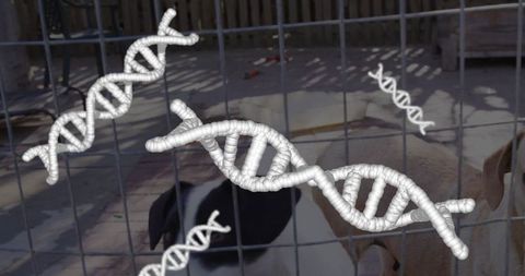 Dogs behind Fence with DNA Helix Structure Symbolizing Genetic Science