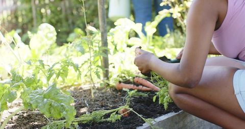 African woman harvesting carrots in sunlit raised planter bed urban community garden