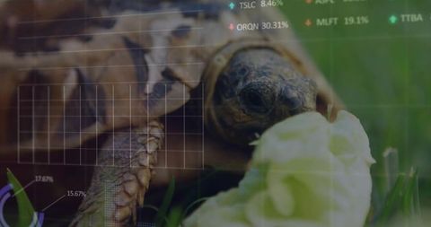 Tortoise nibbling lettuce with financial data overlay, close-up wildlife macro shell texture
