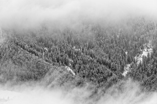 Mystical Mountain Forest Covered in Snow and Mist - Download Free Stock Photos Pikwizard.com