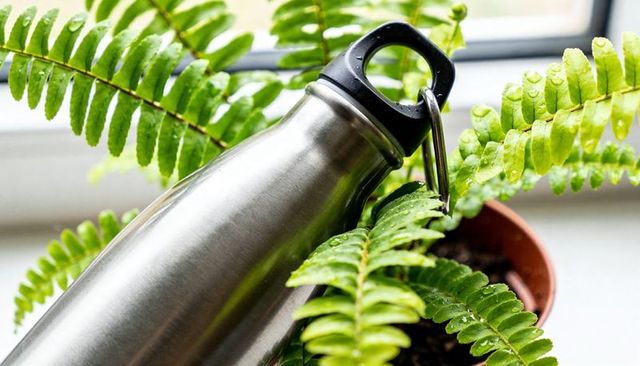 Stainless steel reusable bottle leaning on fern with water droplets, closeup lifestyle