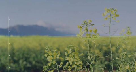 Blooming Rapeseed Flowers in Rural Farmland Greenery